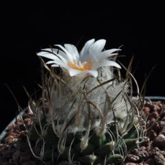 Turbinicarpus ROSEIFLORUS v. ALBIFLORUS