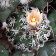 Turbinicarpus SCHMIEDICKEANUS v. DICKISONIAE PP 215