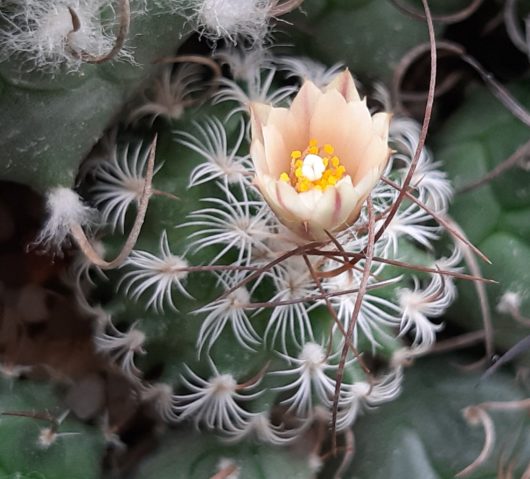 Turbinicarpus SCHMIEDICKEANUS v. DICKISONIAE PP 215