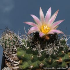 Turbinicarpus SPACELLATUS