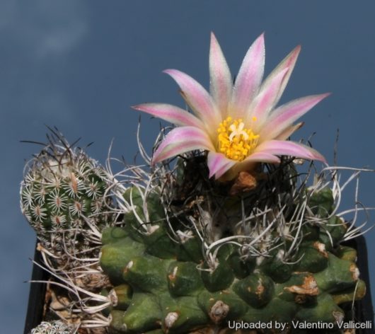 Turbinicarpus SPACELLATUS