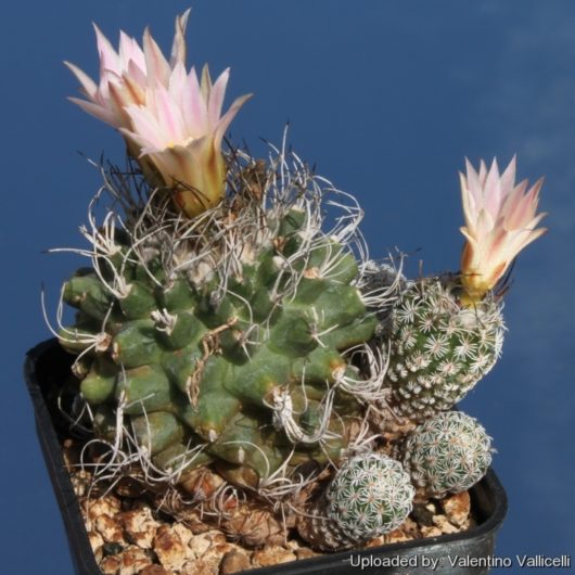 Turbinicarpus SPACELLATUS