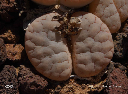 Lithops GRACILIDELINEATA WALDRONIAE C243