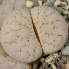 Lithops GRACILIDELINEATA WALDRONIAE C243