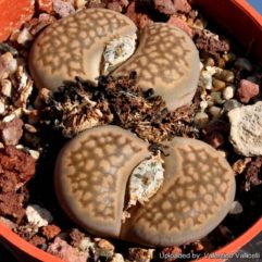 Lithops HALLII C087