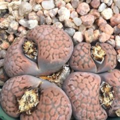 Lithops HALLII C158