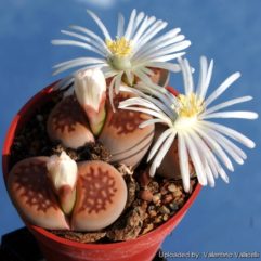 Lithops HALLII OCHRACEA C059