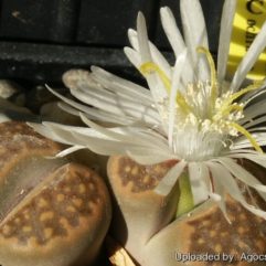 Lithops HALLII OCHRACEA C111