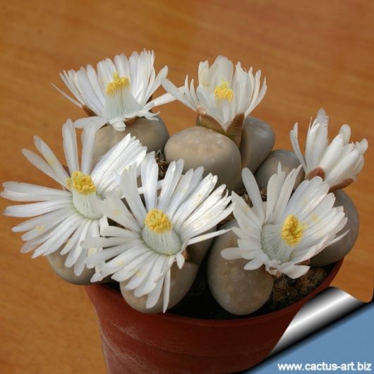 Lithops JULII PALLID SB1344