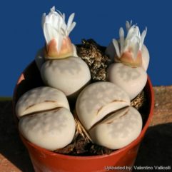 Lithops JULII PALLID SB1344