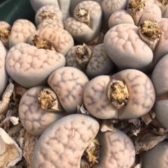 Lithops KARASMONTANA EBERLANZII C147