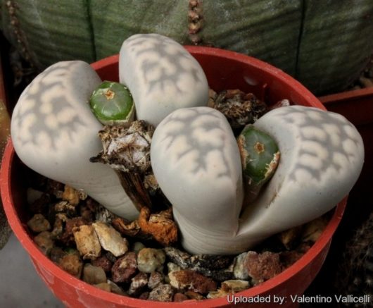 Lithops KARASMONTANA EBERLANZII C149