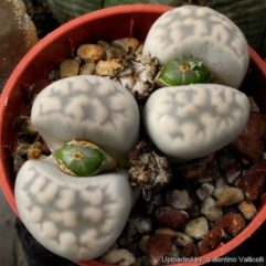 Lithops KARASMONTANA EBERLANZII C149