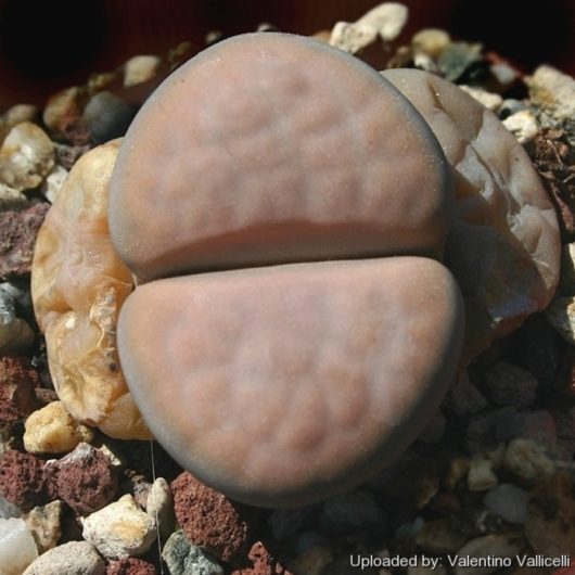 Lithops KARASMONTANA OPALINA