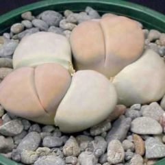 Lithops KARASMONTANA OPALINA