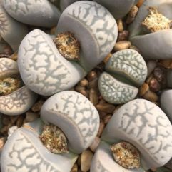 Lithops MARMORATA ELISAE C251