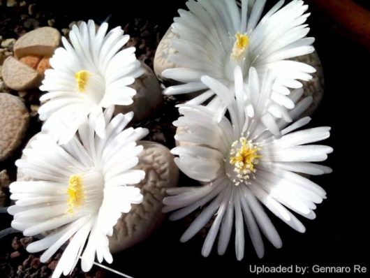 Lithops MARMORATA ELISAE C251