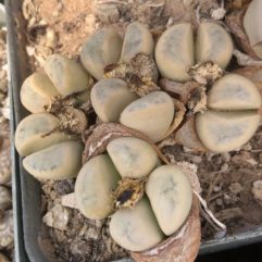 Lithops MEYERI C212