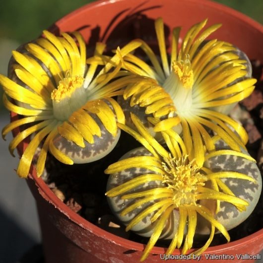 Lithops NAUREENIAE C304