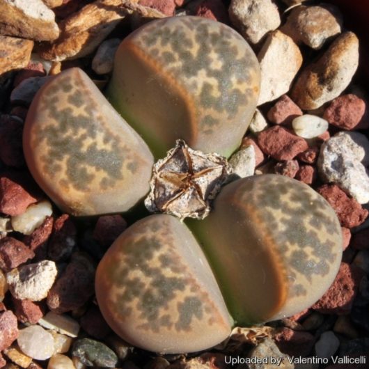 Lithops NAUREENIAE C304