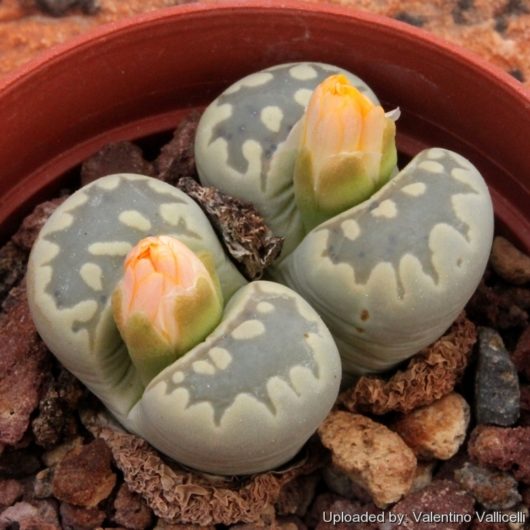 Lithops OTZENIANA C280