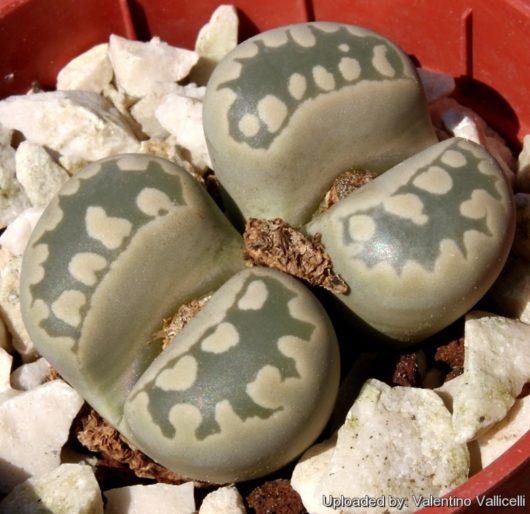 Lithops OTZENIANA C280