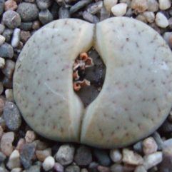 Lithops PSEUDOTRUNCATELLA ssp. GROENDRAYENSIS C239