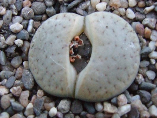 Lithops PSEUDOTRUNCATELLA ssp. GROENDRAYENSIS C239