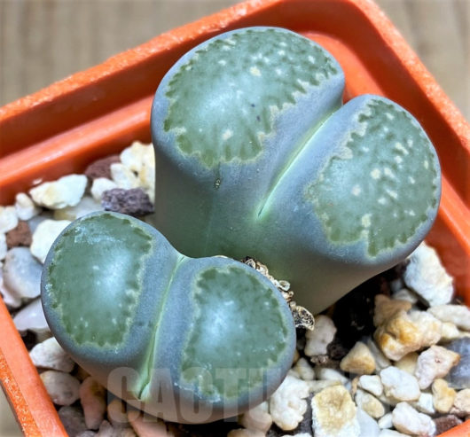 Lithops SALICOLA C037