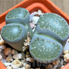 Lithops SALICOLA C037