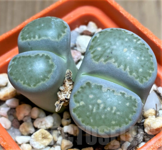 Lithops SALICOLA C037