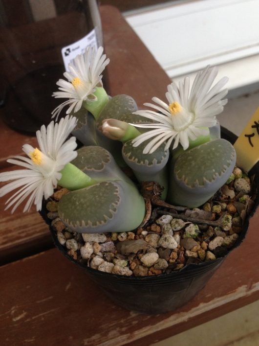 Lithops SALICOLA C049