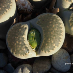 Lithops SALICOLA C049