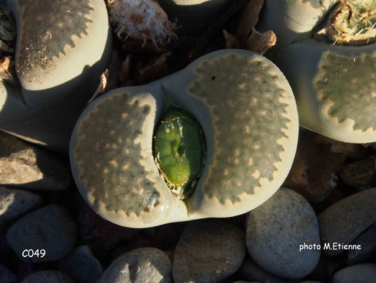 Lithops SALICOLA C049