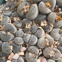 Lithops TERRICOLOR C130